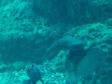 新江ノ島水族館に投稿された画像（2020/8/13）