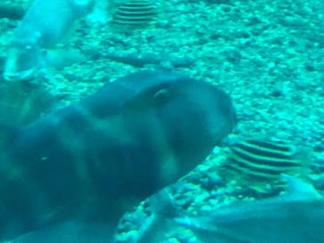 新江ノ島水族館に投稿された画像（2020/8/13）
