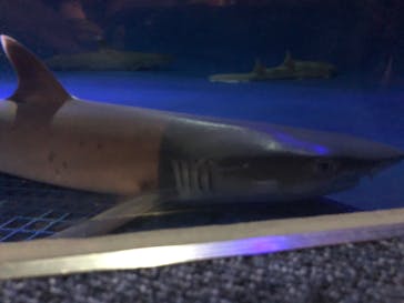 新江ノ島水族館に投稿された画像（2020/8/13）