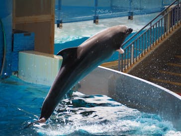 新江ノ島水族館に投稿された画像（2020/8/13）