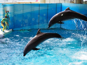 新江ノ島水族館に投稿された画像（2020/8/13）