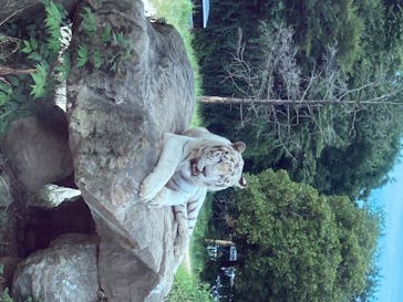 群馬サファリパークに投稿された画像（2020/8/13）