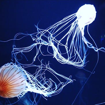 サンシャイン水族館に投稿された画像（2020/8/13）