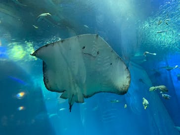 アクアワールド茨城県大洗水族館に投稿された画像（2020/8/13）