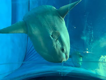 アクアワールド茨城県大洗水族館に投稿された画像（2020/8/13）