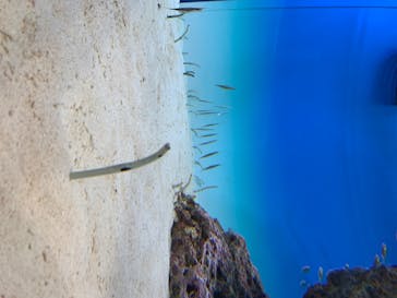 アクアワールド茨城県大洗水族館に投稿された画像（2020/8/13）