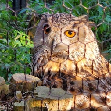 旭川市旭山動物園に投稿された画像（2020/8/13）