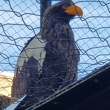 旭川市旭山動物園に投稿された画像（2020/8/13）