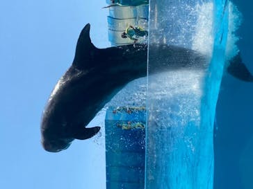 新江ノ島水族館に投稿された画像（2020/8/13）