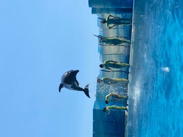 新江ノ島水族館に投稿された画像（2020/8/13）