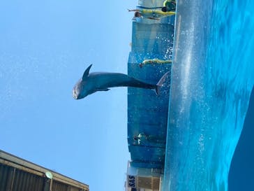 新江ノ島水族館に投稿された画像（2020/8/13）