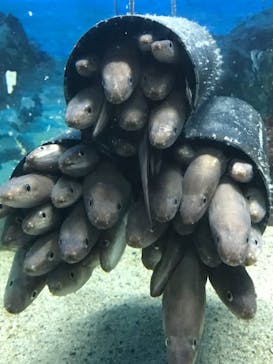 株式会社Gに投稿された画像（2020/8/13）