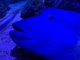すみだ水族館に投稿された画像（2020/8/14）