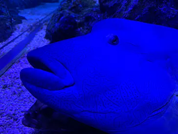 すみだ水族館に投稿された画像（2020/8/13）