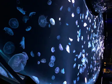 すみだ水族館に投稿された画像（2020/8/13）