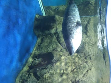 新江ノ島水族館に投稿された画像（2020/8/14）