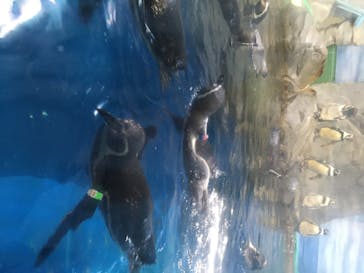 新江ノ島水族館に投稿された画像（2020/8/14）