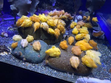 新江ノ島水族館に投稿された画像（2020/8/14）