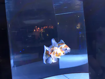 すみだ水族館に投稿された画像（2020/8/14）