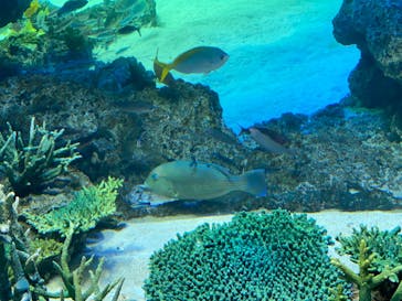 サンシャイン水族館に投稿された画像（2020/8/14）