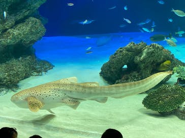 サンシャイン水族館に投稿された画像（2020/8/14）