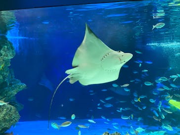 サンシャイン水族館に投稿された画像（2020/8/14）
