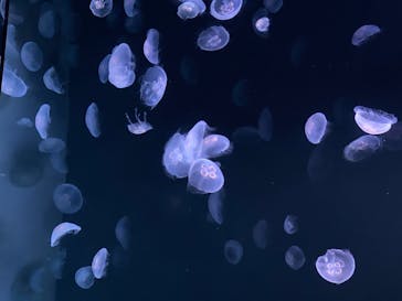 サンシャイン水族館に投稿された画像（2020/8/14）