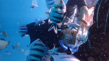 ダイビングショップ Sea Free（シーフリー）に投稿された画像（2020/8/14）