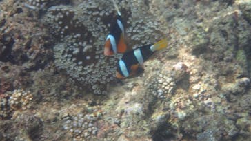 ダイビングショップ Sea Free（シーフリー）に投稿された画像（2020/8/14）