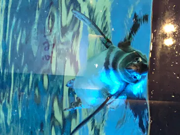 すみだ水族館に投稿された画像（2020/8/14）