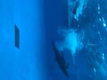 アクアワールド茨城県大洗水族館に投稿された画像（2020/8/14）