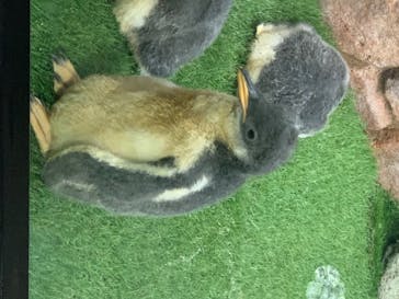 那須どうぶつ王国に投稿された画像（2020/8/14）