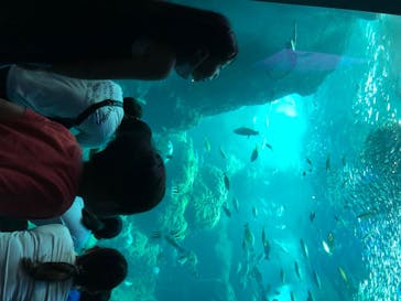 新江ノ島水族館に投稿された画像（2020/8/14）