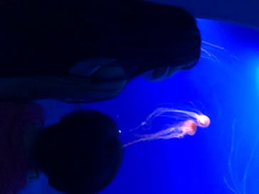 新江ノ島水族館に投稿された画像（2020/8/14）