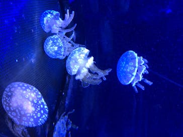 新江ノ島水族館に投稿された画像（2020/8/14）