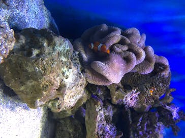 新江ノ島水族館に投稿された画像（2020/8/14）