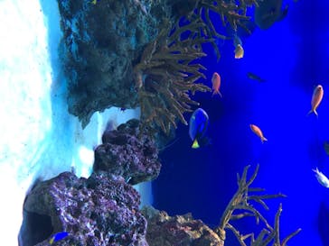 新江ノ島水族館に投稿された画像（2020/8/14）