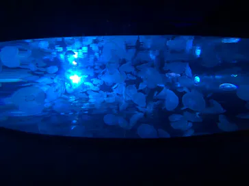 すみだ水族館に投稿された画像（2020/8/14）