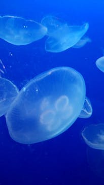 新江ノ島水族館に投稿された画像（2020/8/14）