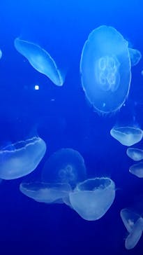 新江ノ島水族館に投稿された画像（2020/8/14）