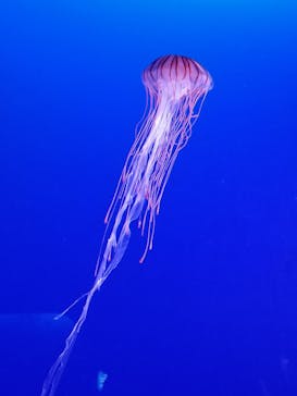 新江ノ島水族館に投稿された画像（2020/8/14）