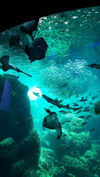新江ノ島水族館に投稿された画像（2020/8/14）