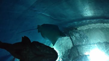 大分マリーンパレス水族館 「うみたまご」に投稿された画像（2020/8/14）