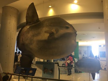 アクアワールド茨城県大洗水族館に投稿された画像（2020/8/14）