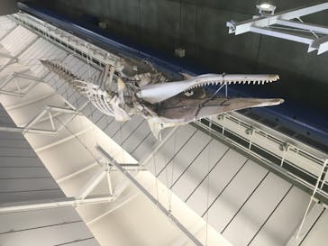 アクアワールド茨城県大洗水族館に投稿された画像（2020/8/14）