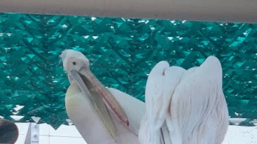 サンシャイン水族館に投稿された画像（2020/8/14）