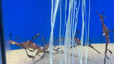 サンシャイン水族館に投稿された画像（2020/8/14）