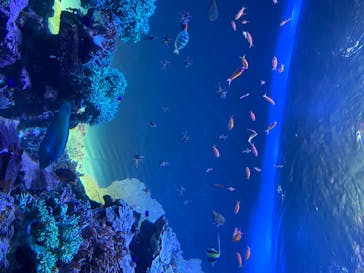 サンシャイン水族館に投稿された画像（2020/8/14）