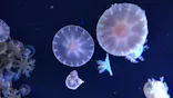 仙台うみの杜水族館に投稿された画像（2020/8/14）