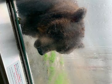 のぼりべつクマ牧場に投稿された画像（2020/8/14）